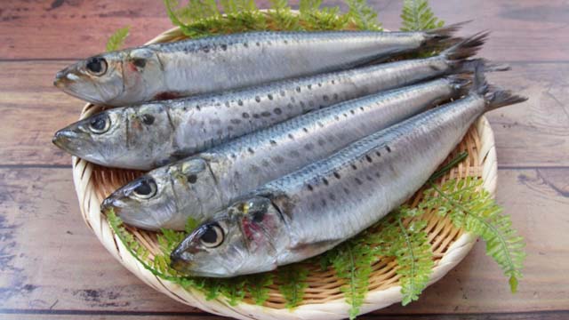 sardineいわし